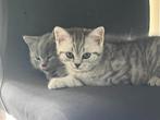 Britse korthaar kittens, Animaux & Accessoires, Chats & Chatons | Chats de race | Poil ras, Vermifugé, Plusieurs animaux, 0 à 2 ans