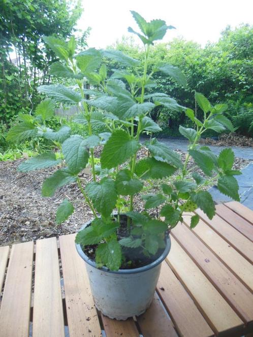 Citroenmelisse, Tuin en Terras, Planten | Tuinplanten, Vaste plant, Kruiden, Halfschaduw, Lente, Ophalen