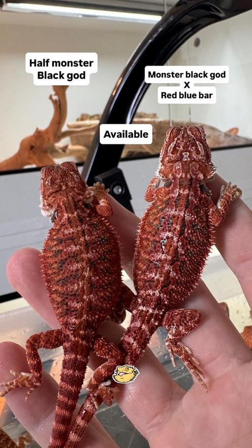 Baardagaam. Red monster bloedlijn, Dieren en Toebehoren, Reptielen en Amfibieën, Amfibie, 0 tot 2 jaar