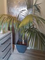 Plante  palmier + cache pot, Huis en Inrichting, Kamerplanten, Palm, 150 tot 200 cm, Ophalen, Groene kamerplant