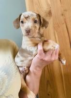 Jack russel choco merle puppy, Dieren en Toebehoren, België, Fokker | Hobbymatig, Jack Russell Terriër, Reu
