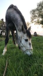 Superleuk recreatiepaard 9j Natuurlijk opgeleerd, Dieren en Toebehoren, Paarden, Gechipt, Ruin, Zadelmak, 170 tot 175 cm