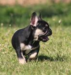 Franse Bulldog pup Lionheart’s Brutus , goed opgevoed, Dieren en Toebehoren, Honden | Bulldogs, Pinschers en Molossers, België