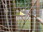 Kanaries, Dieren en Toebehoren, Vogels | Kanaries, Kleurkanarie