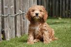 Prachtige cockapoo pups, Dieren en Toebehoren, België, Overige rassen, CDV (hondenziekte), 8 tot 15 weken