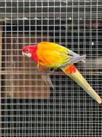 Rosella goldenOpalinePastel