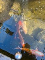 Vissen, Dieren en Toebehoren, Karper of Koi