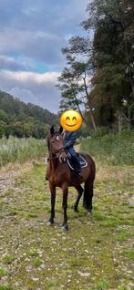 Jument a vendre, Animaux & Accessoires, Enlèvement