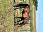 Paard te koop BWP, Dieren en Toebehoren, Paarden, Ruin, Zadelmak, 11 jaar of ouder, Gechipt