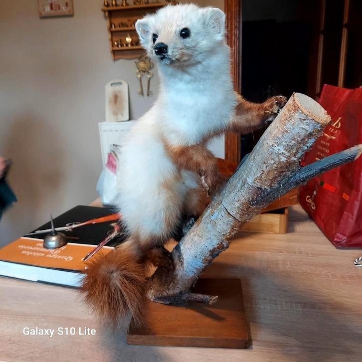 Fouine empaillée, Antiek en Kunst, Curiosa en Brocante, Ophalen