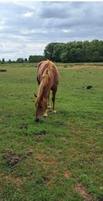 Knappe hengst, Dieren en Toebehoren, Pony's, Hengst
