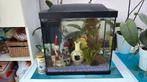 Compleet aquarium met vissen, Animaux & Accessoires, Reptiles & Amphibiens | Accessoires, Enlèvement, Comme neuf