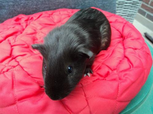 Knaagdieren cavia, Animaux & Accessoires, Rongeurs, Mâle, Cobaye, Domestique