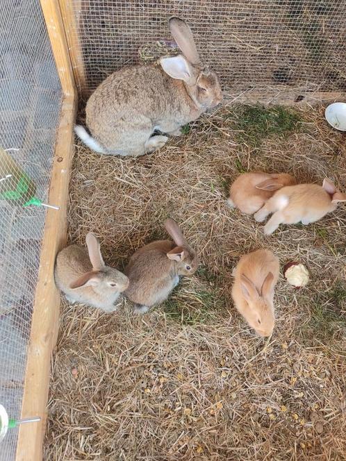 Vlaamse reus konijntjes, Dieren en Toebehoren, Konijnen