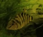 Zwaarddragers, Guppies, Zebra-, Kersenbuikchicliden, Platy's, Dieren en Toebehoren, Vissen | Aquariumvissen, Vis, Zoetwatervis