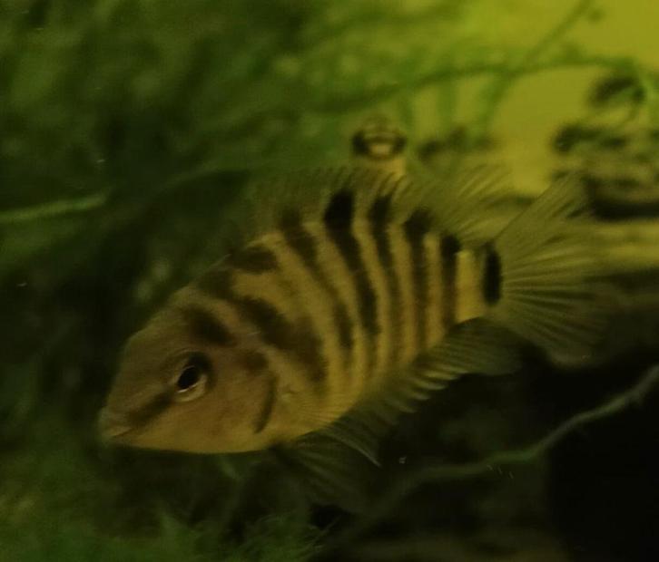 Zebra-, Kersenbuikchicliden, Dieren en Toebehoren, Vissen | Aquariumvissen, Zoetwatervis, Vis, Schoolvis