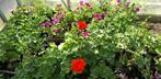 Geraniums en violet geraniums fuschia plantjes, Tuin en Terras, Planten | Tuinplanten, Ophalen