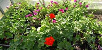 Géraniums et géraniums violets, plantes fuschia, Enlèvement