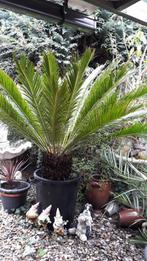 cycas revoluta(vredespalm), Ophalen, Lente, Vaste plant, Volle zon