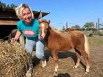 Mini paardje, Dieren en Toebehoren, Pony's, Hengst, Niet van toepassing, 0 tot 2 jaar