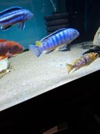 Cichlides malawi chindongo saulosi