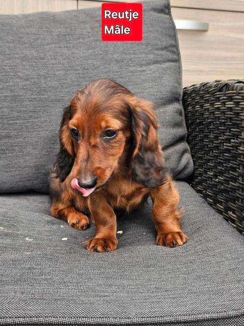 mooie langhaar teckel reutje, Dieren en Toebehoren, Honden | Teckels en Dashonden, Reu, Langhaar, Dwerg, Fokker | Professioneel