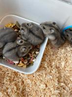 Jonge Russische dwerghamsters, Dieren en Toebehoren, Knaagdieren, Hamster, Meerdere dieren, Tam, September