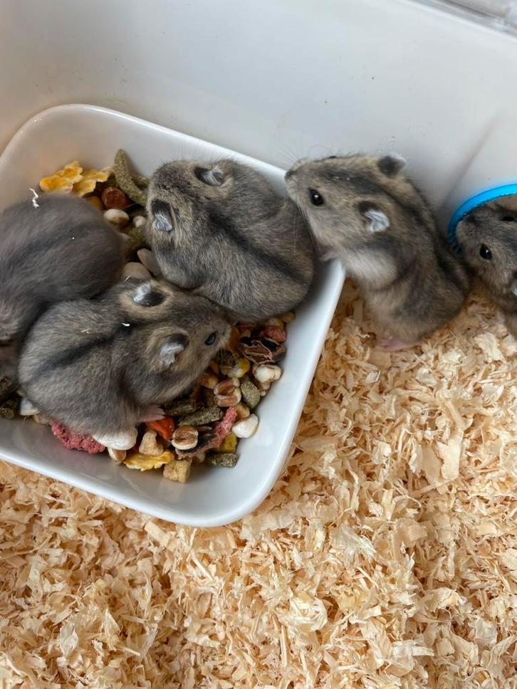 Jonge Russische dwerghamsters, Dieren en Toebehoren, Knaagdieren, Meerdere dieren, Hamster, September, Tam
