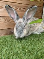 Agouti sable ( wild matter) ram, Mannelijk, 0 tot 2 jaar