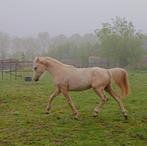 Sjieke palomino jaarling E pony hengst, Dieren en Toebehoren, Pony's, E pony (1.48m - 1.57m), Gechipt, 0 tot 2 jaar, Hengst