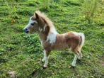 Mini paardjes, Dieren en Toebehoren, Meerdere dieren, Niet van toepassing, Recreatiepony, Gechipt