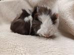 Cavia zeugje 3 weken oud, Dieren en Toebehoren, Knaagdieren, Cavia, Juli, Vrouwelijk, Tam