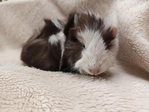 Cavia zeugje 3 weken oud, Dieren en Toebehoren, Knaagdieren, Vrouwelijk, Cavia, Juli, Tam