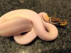 Ball pythons 2024 , 2025 , breeders, Dieren en Toebehoren, Reptielen en Amfibieën