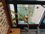Turquoisine parkieten, Dieren en Toebehoren, Vogels | Parkieten en Papegaaien, Parkiet