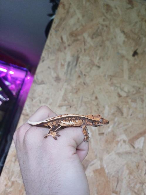 1.2 Jongvolwassen wimpergekko's Tricolor, Whitewall & LW, Animaux & Accessoires, Reptiles & Amphibiens, Lézard, 0 à 2 ans, Domestique