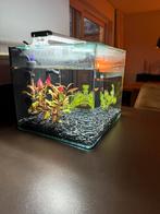 Zeer compleet aquarium met pomp, filters, verwarming, verl, Dieren en Toebehoren, Ophalen, Zo goed als nieuw
