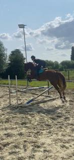 Zangersheide springpaard tekoop, Dieren en Toebehoren, Paarden, Merrie, Springpaard, Gechipt, Niet van toepassing
