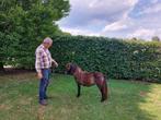 Super mooi mini paardje, Dieren en Toebehoren, Pony's, Merrie, A pony (tot 1.17m), Gechipt, 0 tot 2 jaar