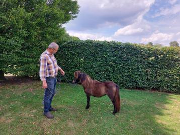 Super mooi mini paardje beschikbaar voor biedingen