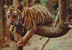 JONGE  TIJGER, Verzamelen, Postkaarten | Dieren, Verzenden, 1960 tot 1980, Gelopen, Wild dier