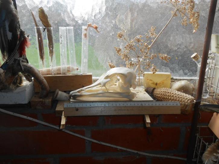struisvogelschedel, Verzamelen, Dierenverzamelingen, Zo goed als nieuw, Schedel, Vogel, Ophalen of Verzenden