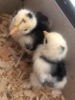 2 cochin kriel kuikens, Dieren en Toebehoren, Pluimvee