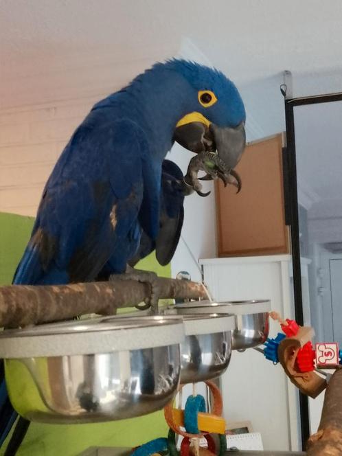 Jonge tamme Hyacint Ara's 2024 met DNA en getest op alle zie, Dieren en Toebehoren, Vogels | Parkieten en Papegaaien, Papegaai