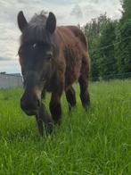 Belgisch trekpaard hengst(boerenpaad), Dieren en Toebehoren, Minder dan 160 cm, 0 tot 2 jaar, Hengst, Tuigpaard
