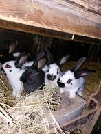 Nest vlinderkonijnen, Dieren en Toebehoren, Konijnen, Meerdere dieren, Middelgroot, 0 tot 2 jaar