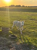 Alpaca Hengst Dekzeker, Dieren en Toebehoren, Overige Dieren, Maart, Mannelijk