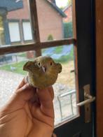 Kruisingen, Dieren en Toebehoren, Mannelijk, Wildzangvogel