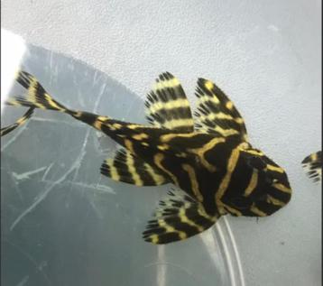 L333 goldline (king tiger pleco ) beschikbaar voor biedingen