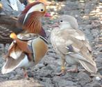 Blonde Mandarijneenden / blonde mandarijneend / eenden /eend, Dieren en Toebehoren, Meerdere dieren, Eend